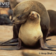 Illustration for article titled Pinnipednesday - Arctocephalus pusillus Edition